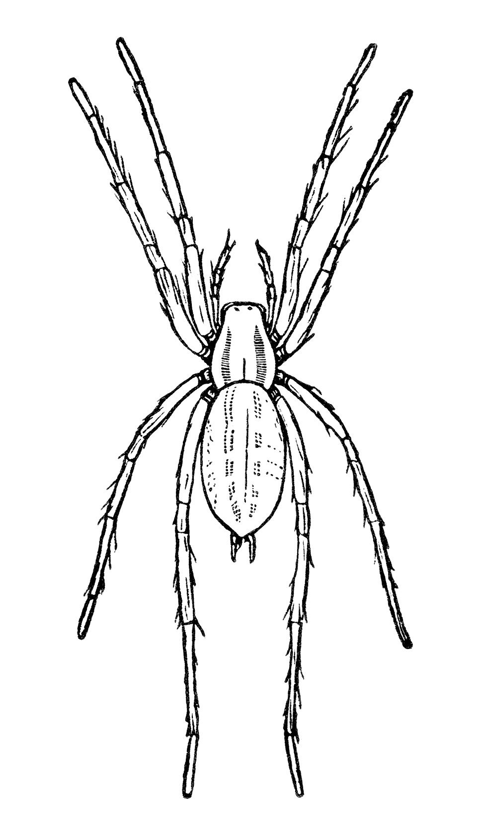 bug clipart spider