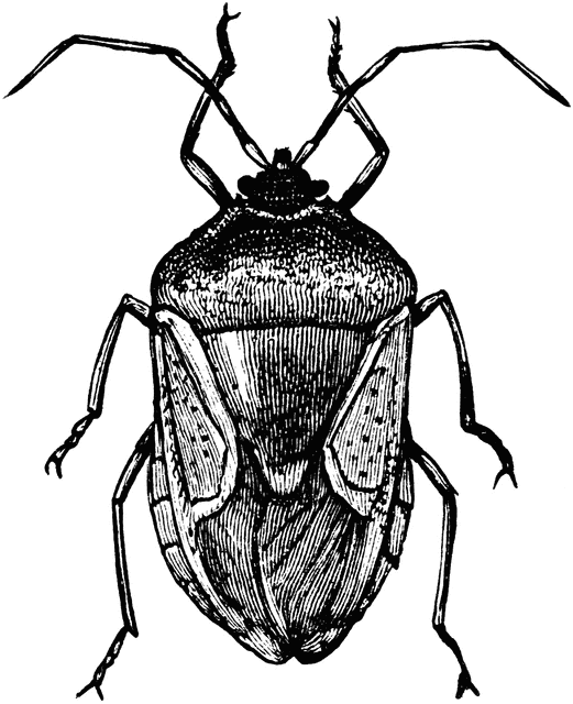 bugs clipart stink bug