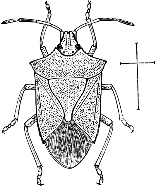 Beetle clipart stinkbug. Adult stink bug etc