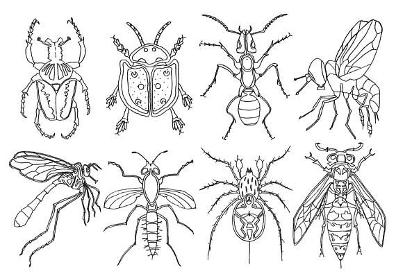 Bugs insects pen drawing. Insect clipart summer