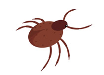 Bug clipart tick. Free animal ticks cliparts