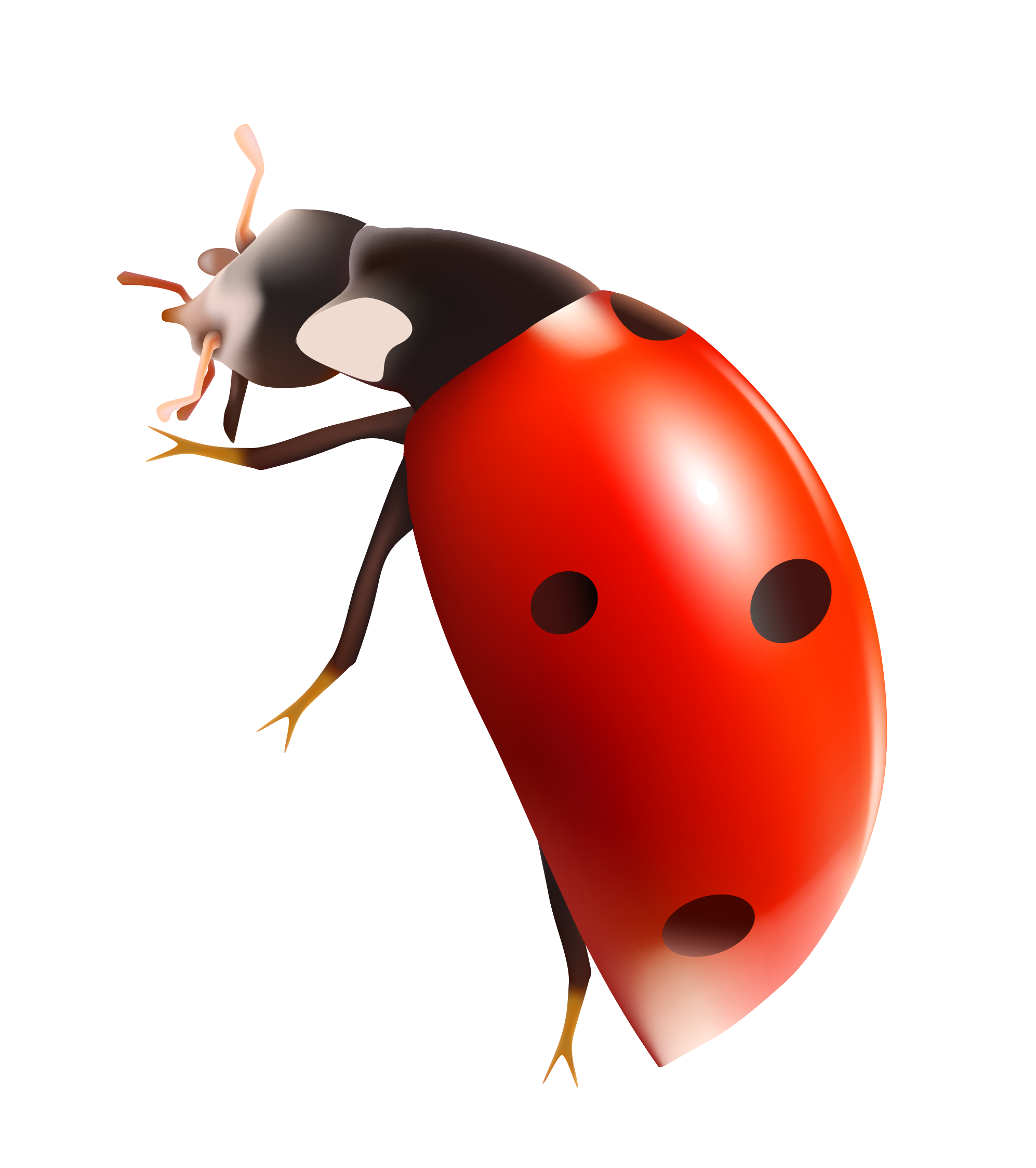 Ladybug clipart transparent background. Lady bug png gallery