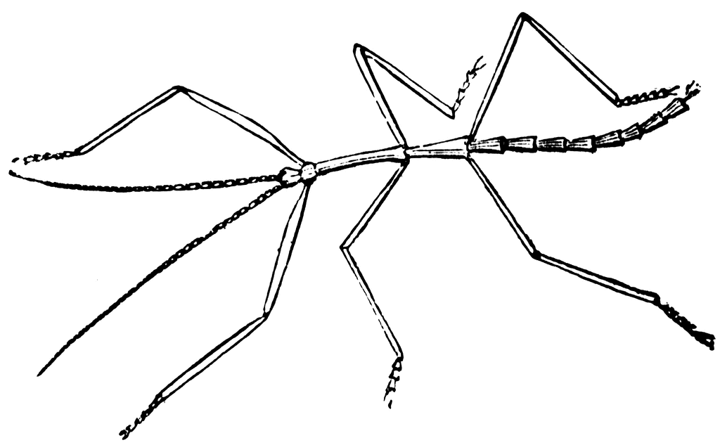 insects clipart walking stick