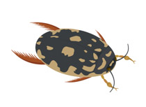 Free insect clip art. Bug clipart water beetle
