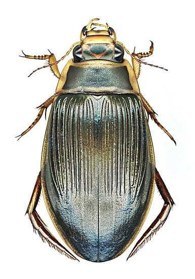  best insect illustrations. Bug clipart water beetle