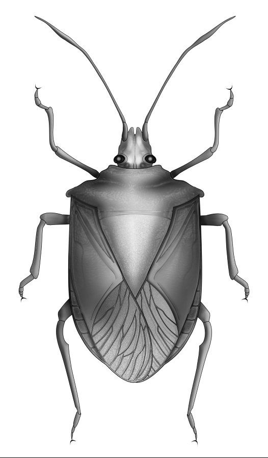 True line drawing bugs. Bug clipart water beetle