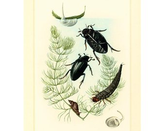 Bug clipart water beetle. Etsy vintage scavenger beetles