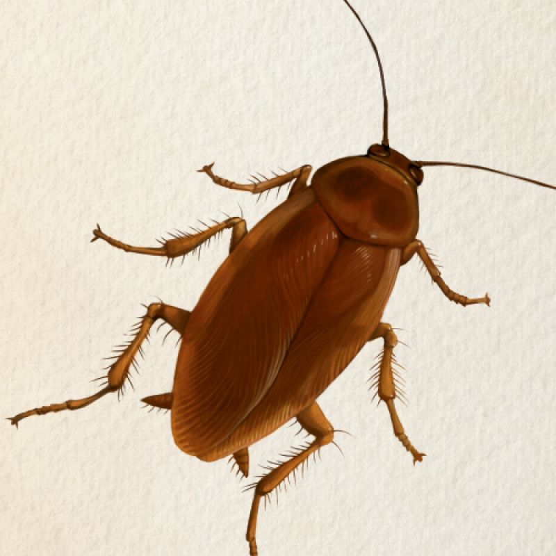 Bug clipart water beetle. Palmetto charleston magazine we