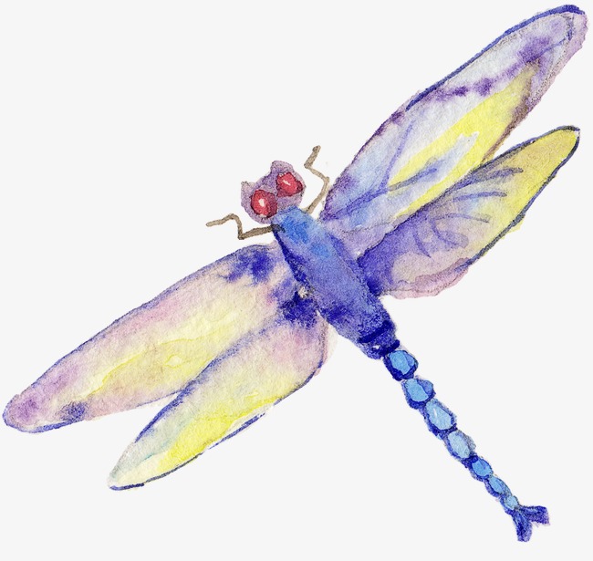 Dragonfly insect png image. Bug clipart watercolor