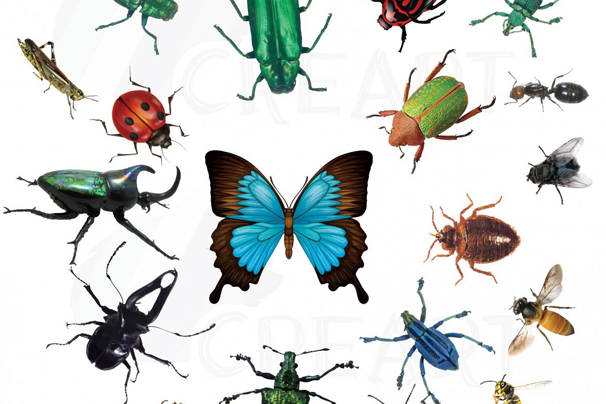 Bug clipart watercolor. Insects and bugs pac