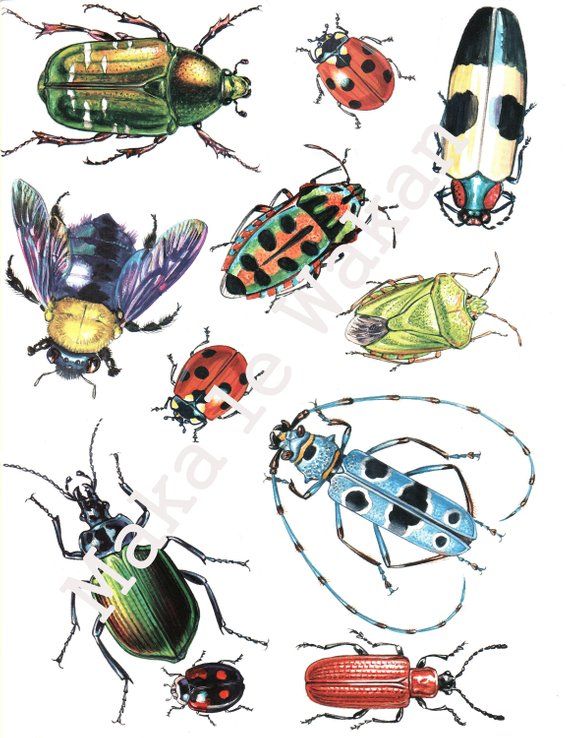 Insects digital collage sheet. Insect clipart beetle insect