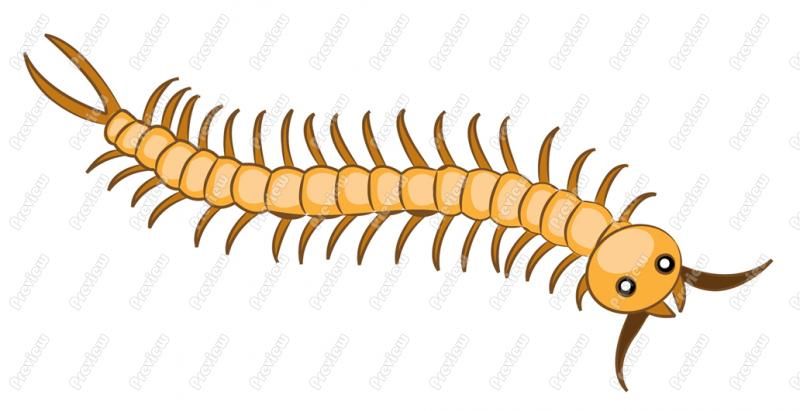 insect clipart centipede