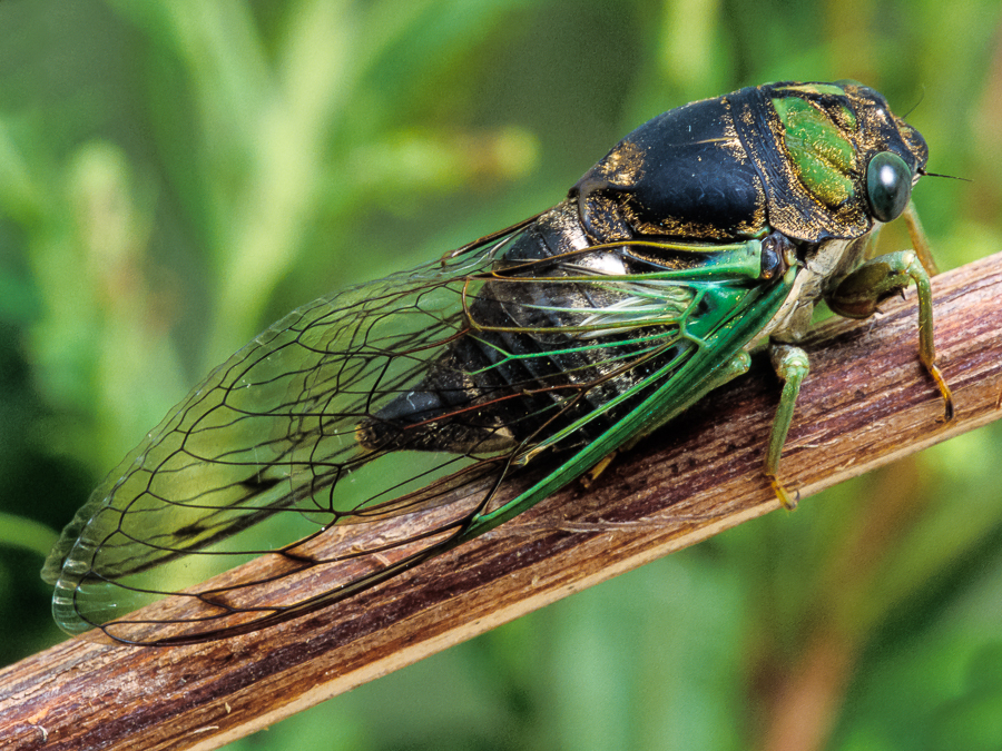 bugs clipart cicada