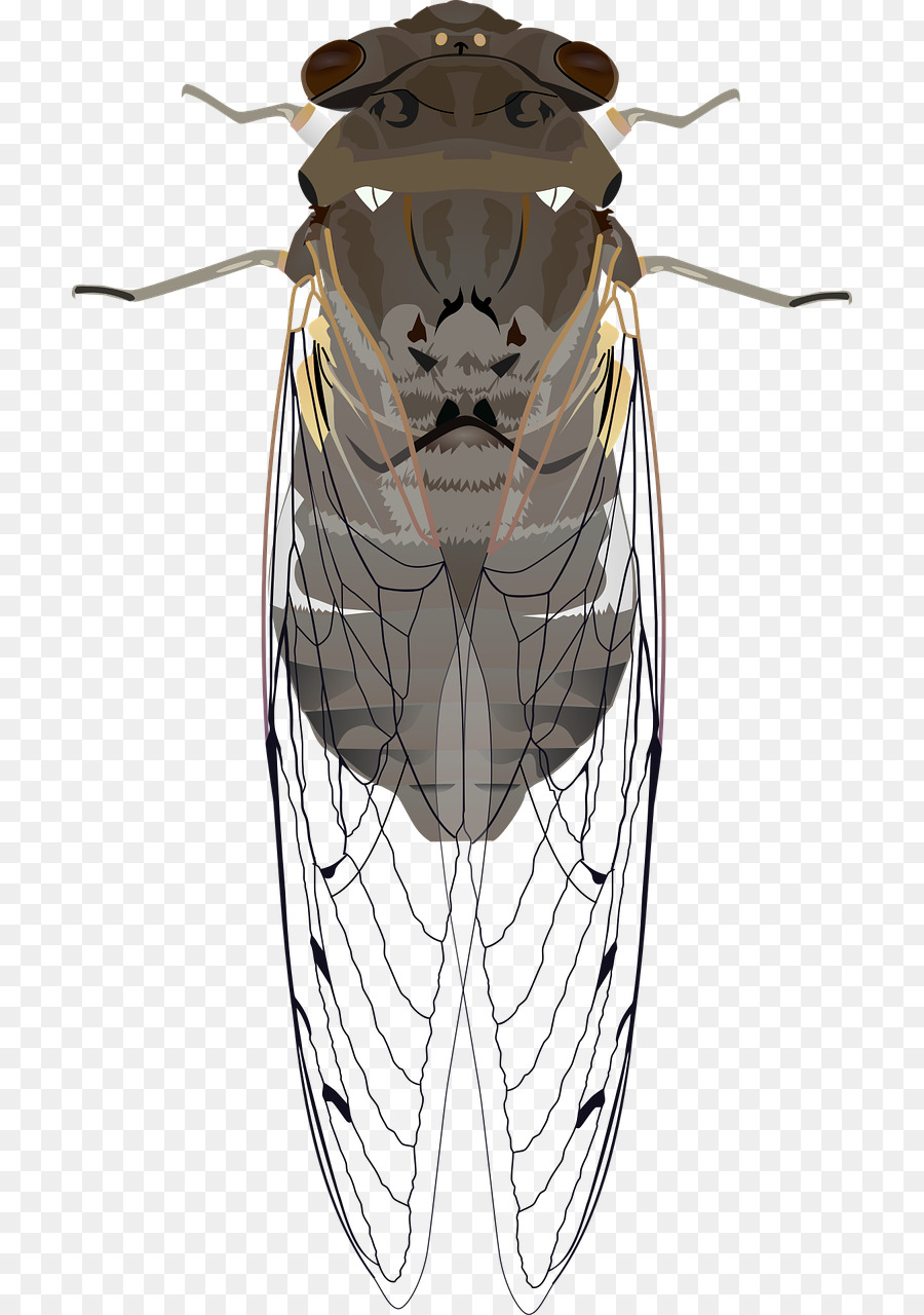 Bugs Clipart Cicada Picture 306951 Bugs Clipart Cicada