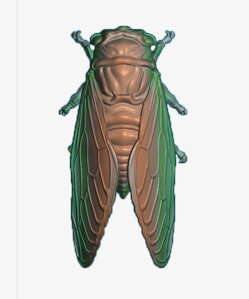 bugs clipart cicada