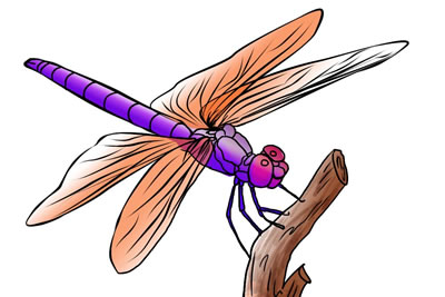Free image download clip. Dragonfly clipart real