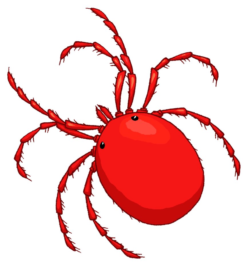 bugs clipart mite