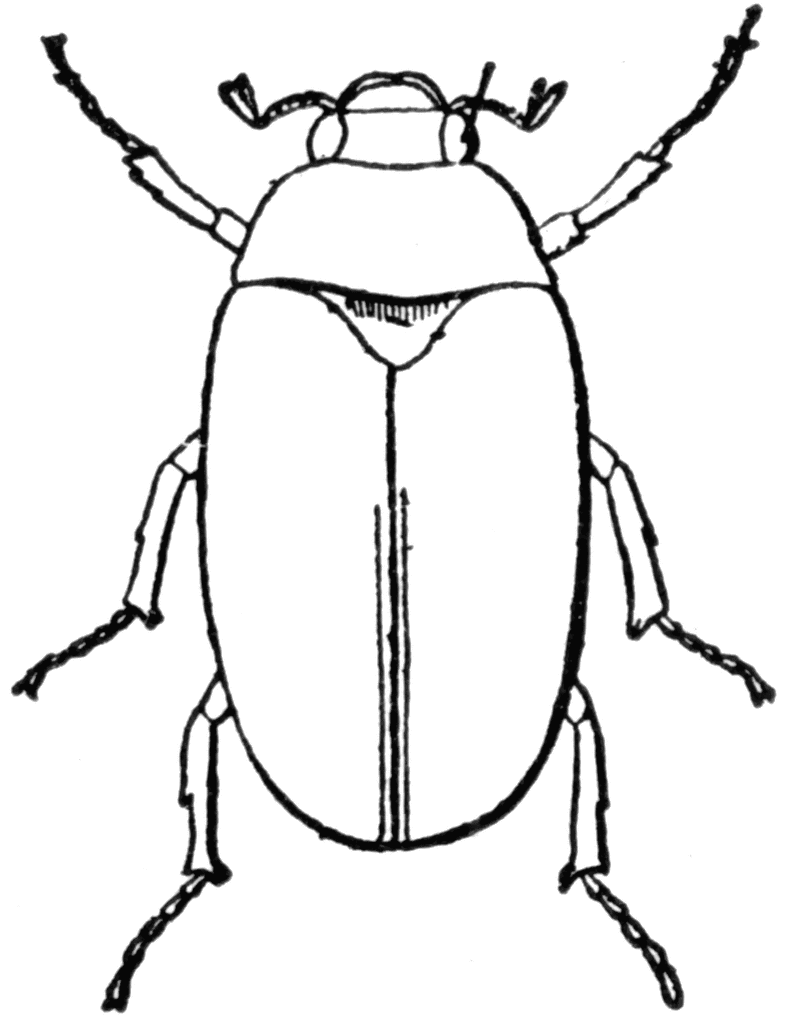 Beetle clipart black and white. May bugs 