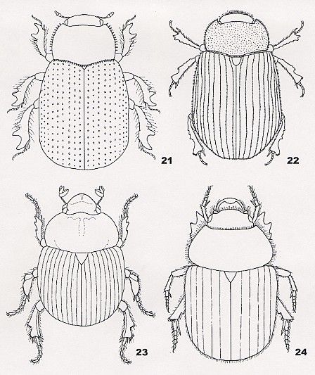Coloring pages for kids. Bugs clipart scarab beetle