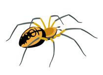 bugs clipart spider