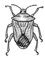 bugs clipart stink bug