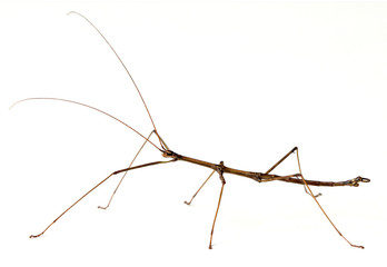 insects clipart walking stick