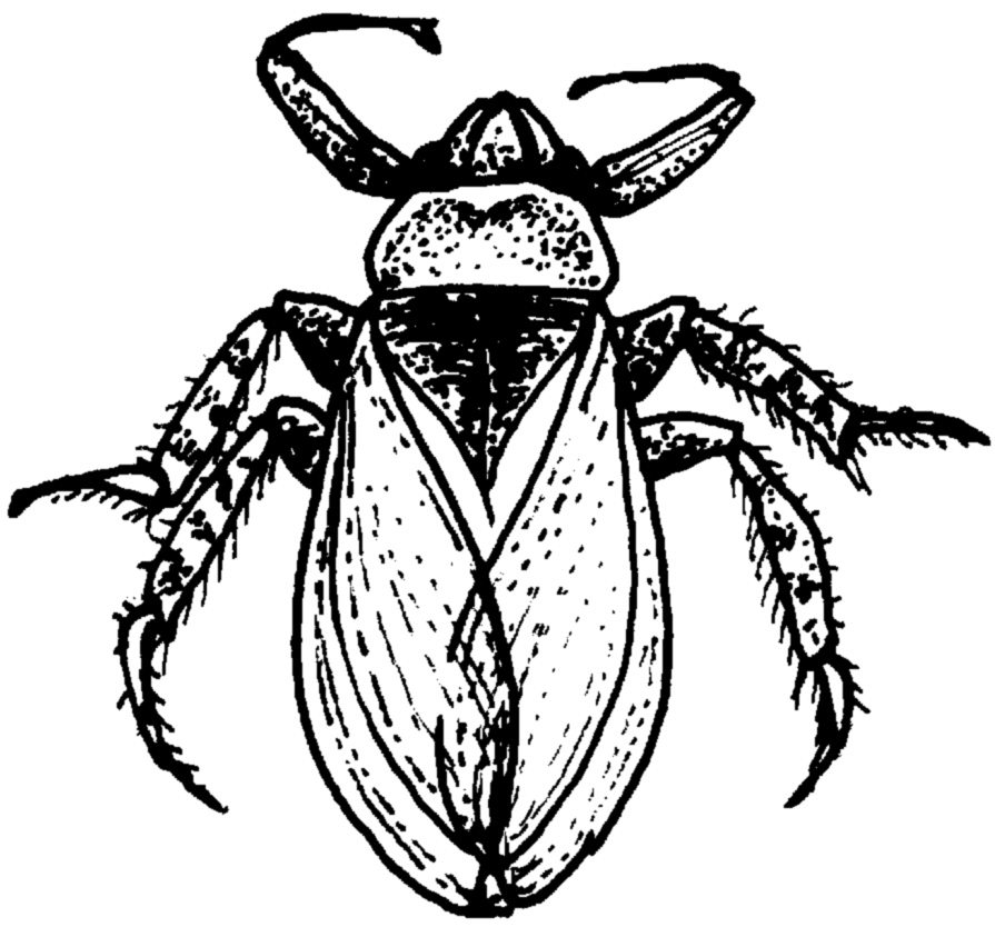 bugs clipart water beetle
