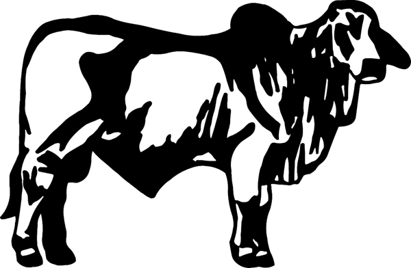cattle clipart brahma bull