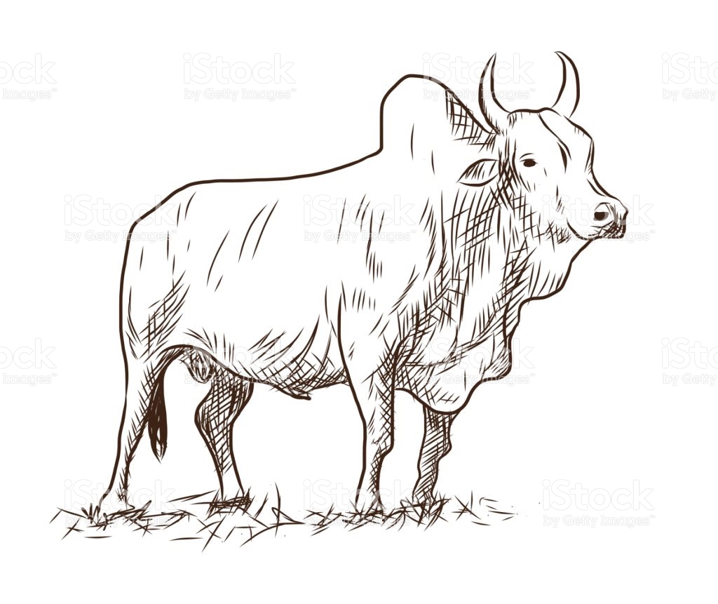 bull clipart bull indian