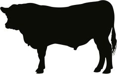 bull clipart cow