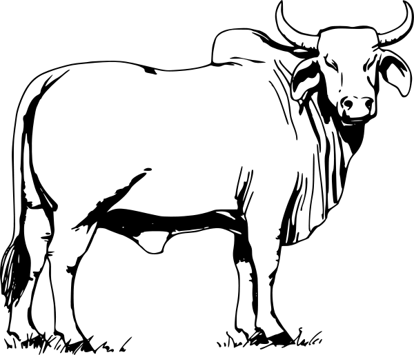 Bull drawing