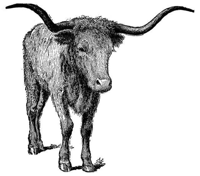 Longhorn clipart longhorn cow. Free cattle cliparts download