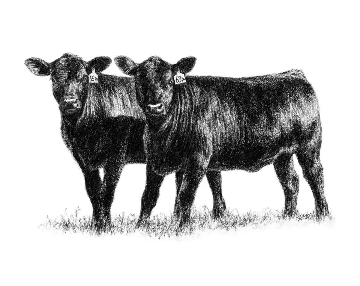 Bull clipart profile. Show steer graphics heifers