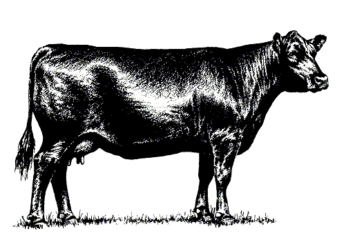 cow clipart profile
