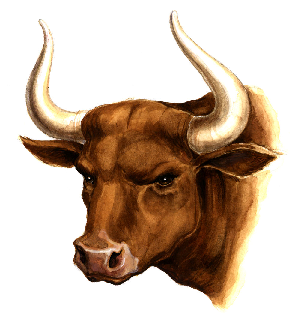 bull clipart wallpaper