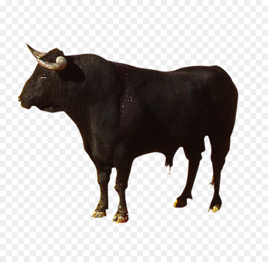 bull clipart zebu