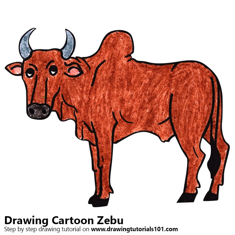 bull clipart zebu