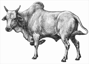 Bull zebu