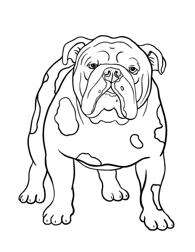 Bulldog clipart coloring page. Printable free pdf download