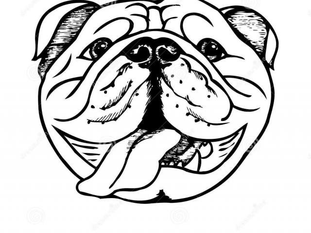 bulldog clipart drawing