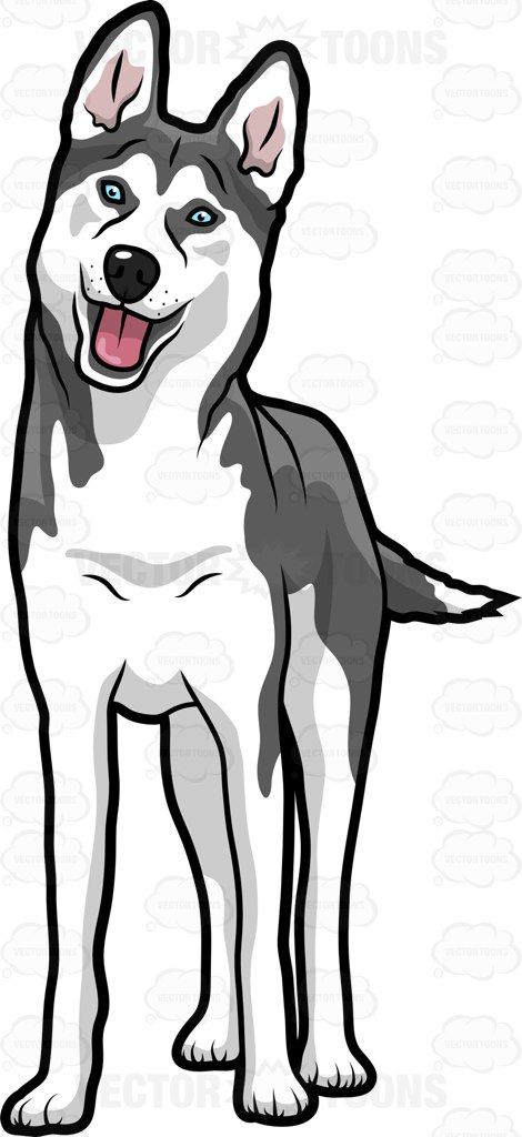 Bulldog clipart husky. Image result for cartoon