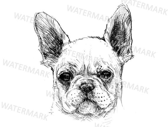 Bulldog clipart line. French hand drawn puppy