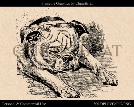 Commercial use ok printable. Bulldog clipart vintage