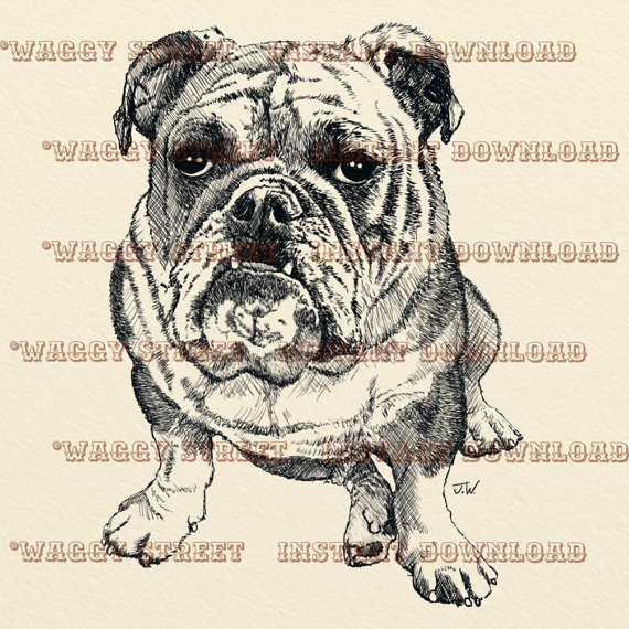 Bulldog clipart vintage. Dog printable art digital