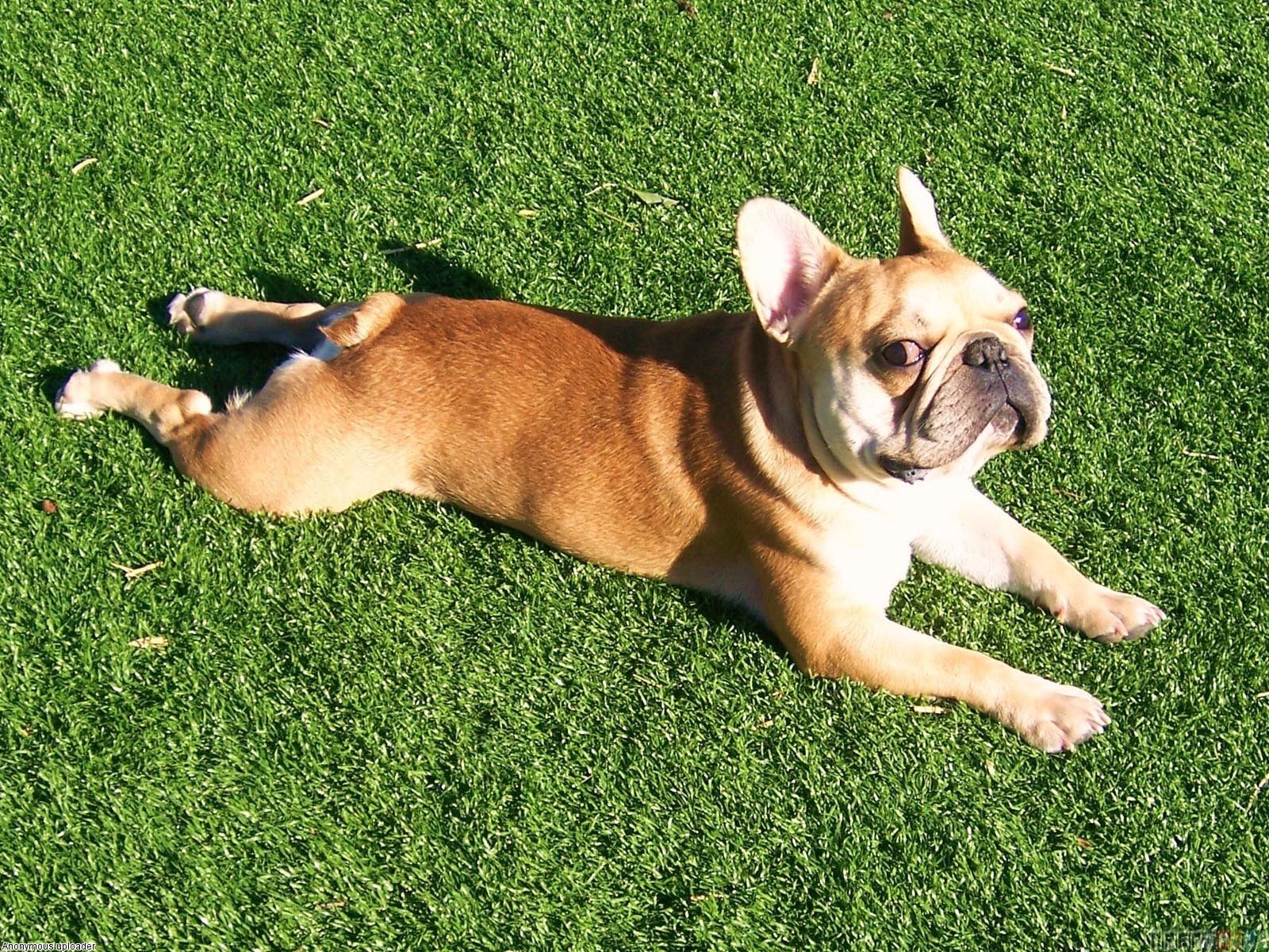 French best wallpapers images. Bulldog clipart wallpaper