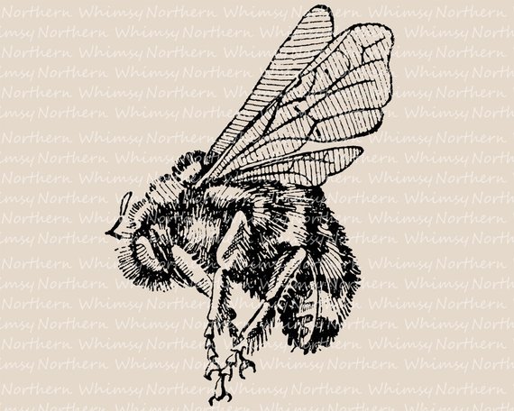 bumblebee clipart vintage