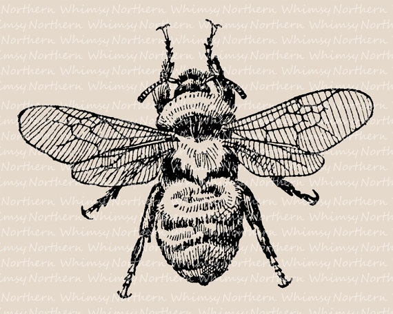Bumblebee clipart vintage. Clip art bee illustration
