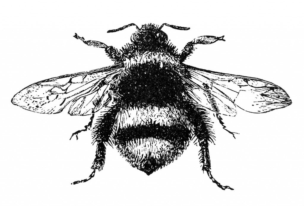 Printing bee images illustration. Bumblebee clipart vintage