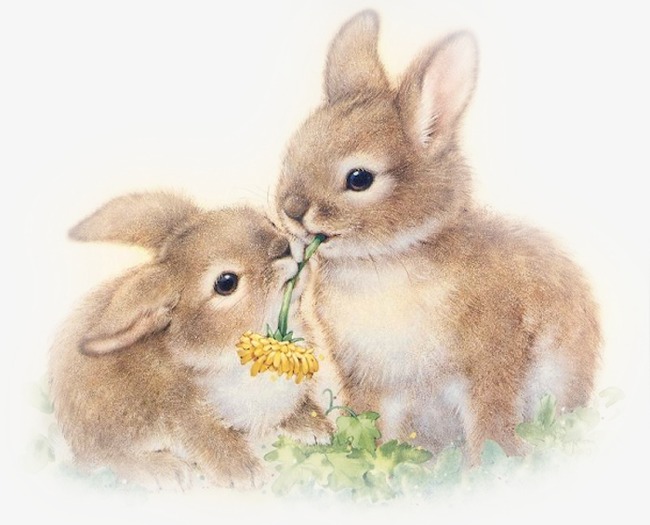 bunnies clipart couple