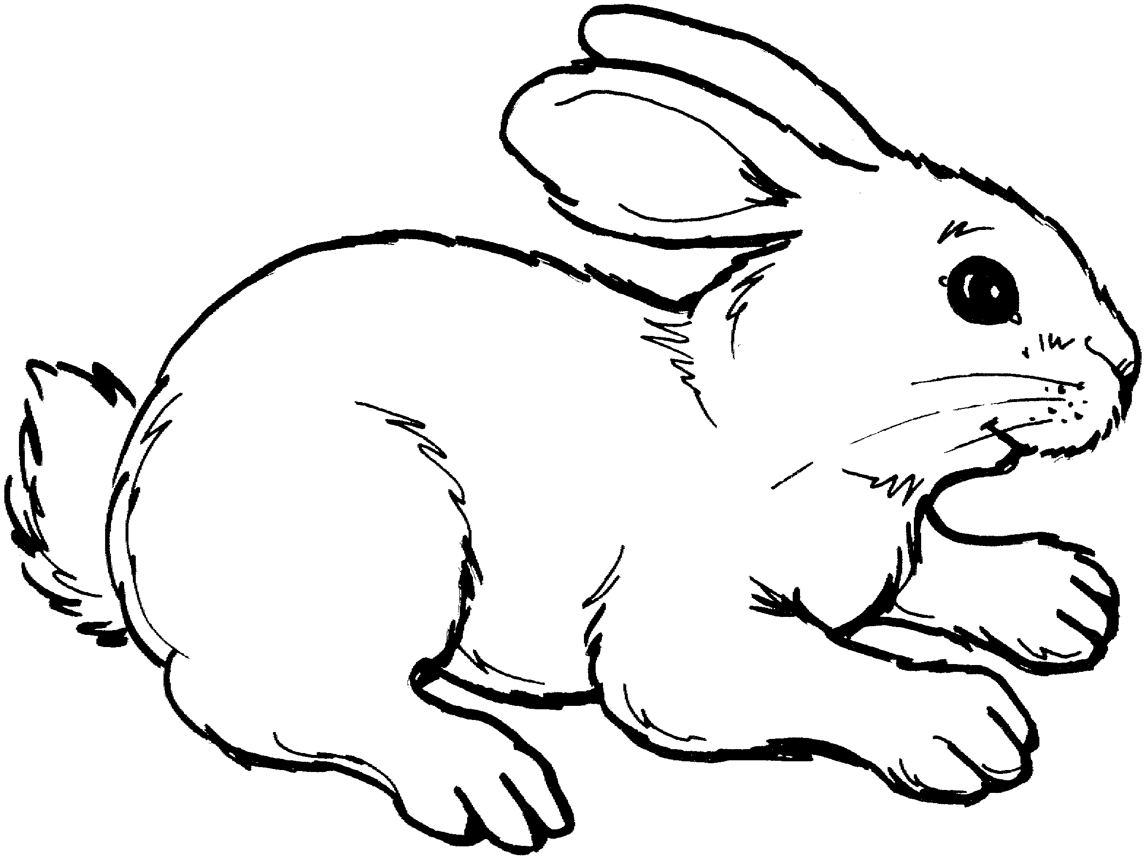 Rabbit . Clipart bunny black and white